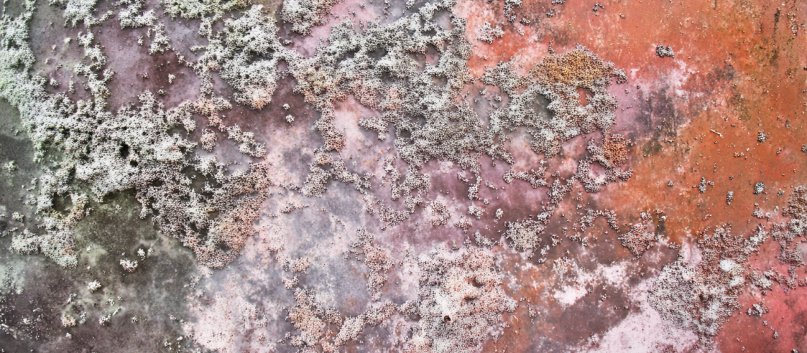 flourishprosper_How_to_Identify_Mold_in_Your_Home_or_Workplac_d8aa20b1-a1b6-4bcb-a17e-c4cfc71a9663_2